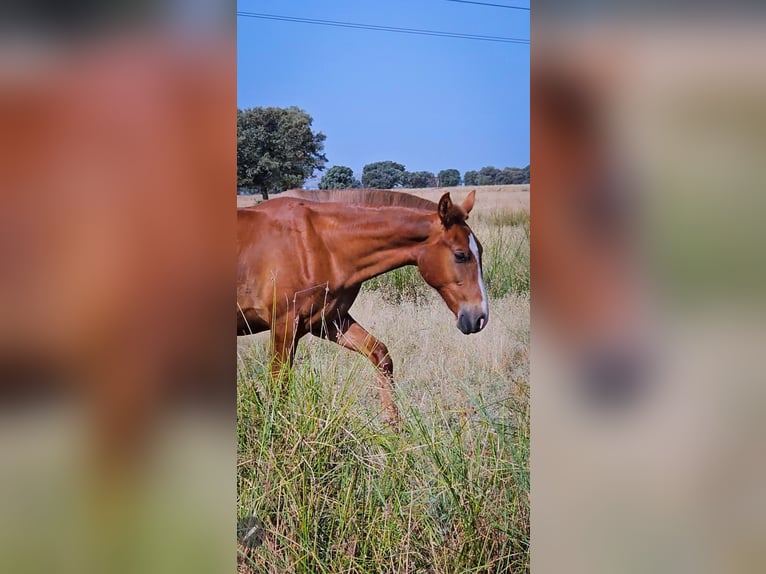 Spanish Sporthorse Stallion 1 year 16,1 hh Chestnut-Red in Navalmoral De La Mata