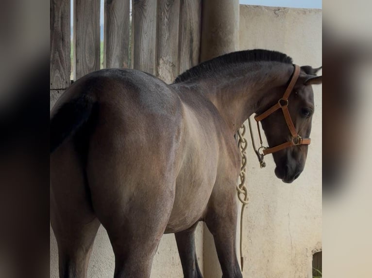 Spanish Sporthorse Stallion 1 year 16,1 hh Grey in Parets Del Valles