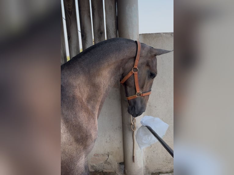 Spanish Sporthorse Stallion 1 year 16,1 hh Grey in Parets Del Valles
