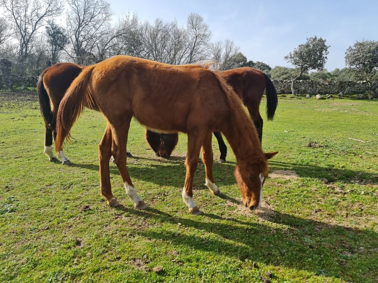 Spanish Sporthorse Mix Stallion 1 year Chestnut-Red in Collado Villalba