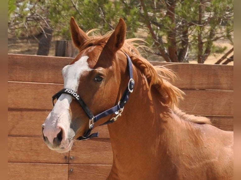 Spanish Sporthorse Stallion 1 year Chestnut-Red in Madrid