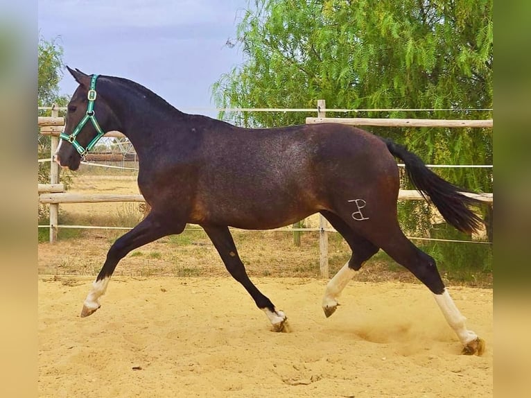 Spanish Sporthorse Stallion 1 year Grey in HUELVA