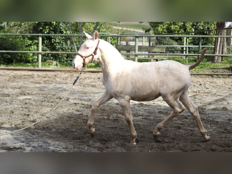 Spanish Sporthorse Stallion 1 year Pearl in NAVAS DEL MADRONO