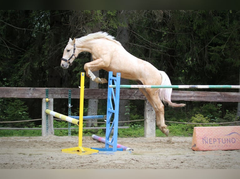 Spanish Sporthorse Stallion 2 years 16,1 hh Palomino in Nowy targ