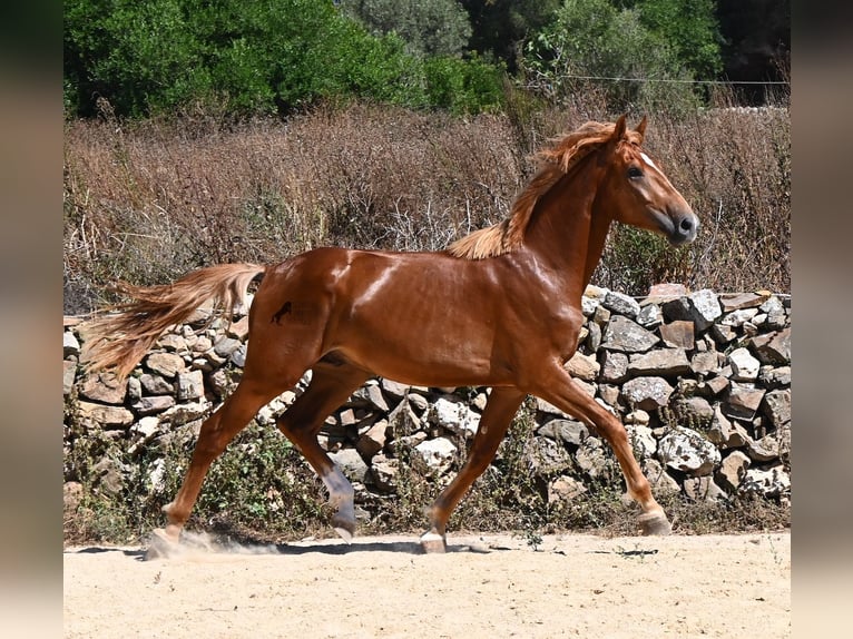Spanish Sporthorse Stallion 2 years 16.2 hh Chestnut-Red in Menorca