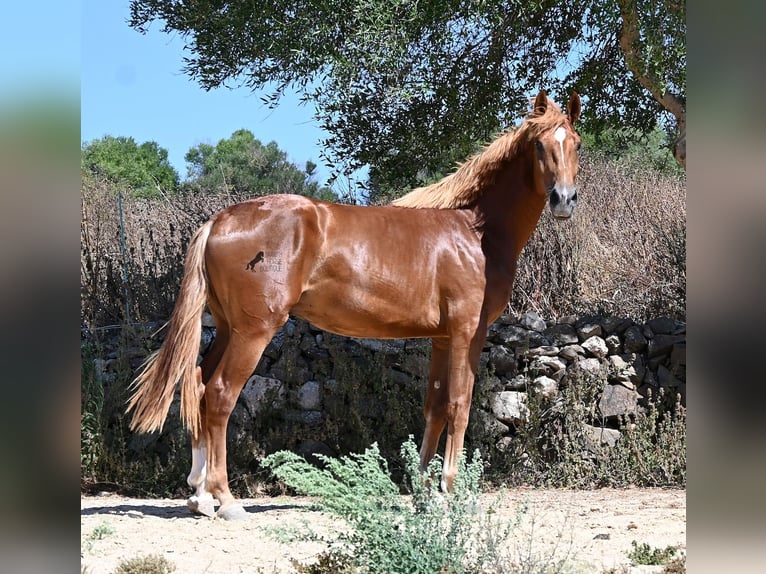 Spanish Sporthorse Stallion 2 years 16.2 hh Chestnut-Red in Menorca