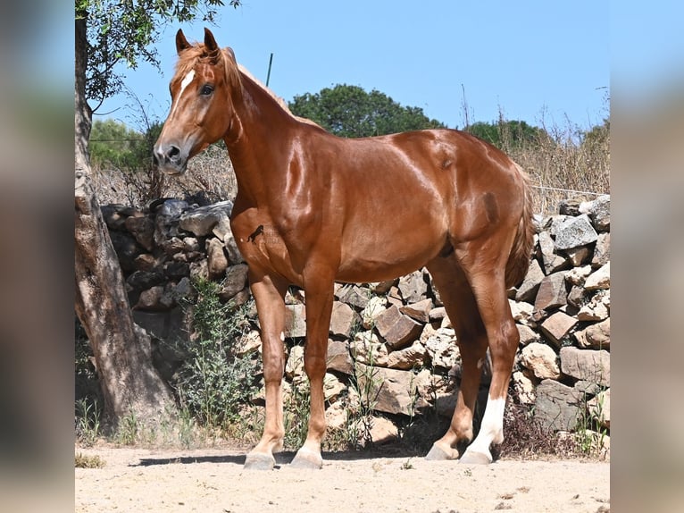 Spanish Sporthorse Stallion 2 years 16.2 hh Chestnut-Red in Menorca