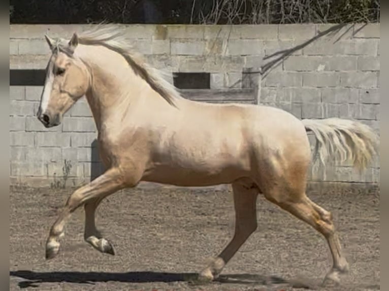 Spanish Sporthorse Stallion 2 years Palomino in Eyragues