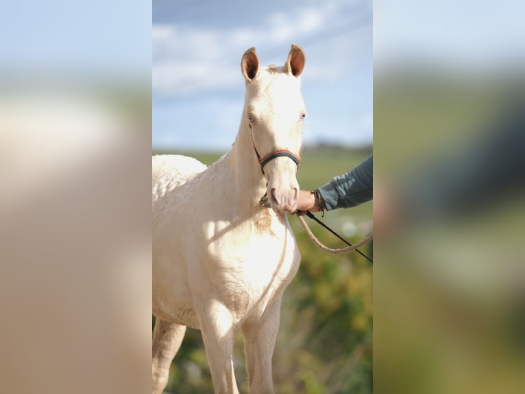 Spanish Sporthorse Stallion 2 years Pearl in NAVAS DEL MADRONO