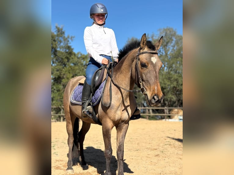 Spanish Sporthorse Stallion 3 years 14.1 hh Pearl in Girona