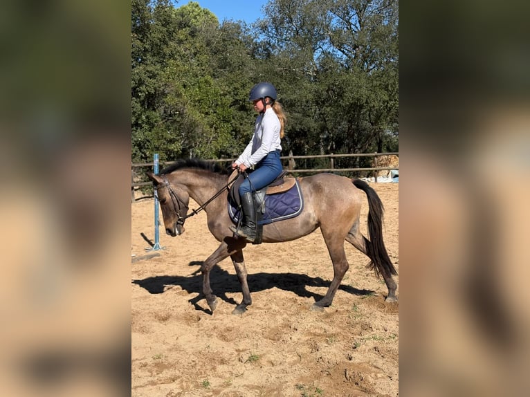 Spanish Sporthorse Stallion 3 years 14,1 hh Pearl in Girona