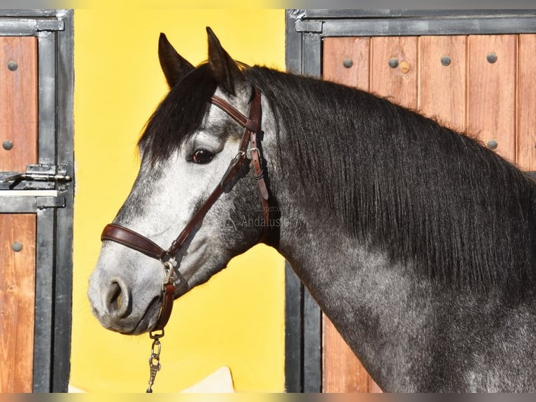 Spanish Sporthorse Stallion 3 years 15,1 hh Gray in Provinz  Malaga