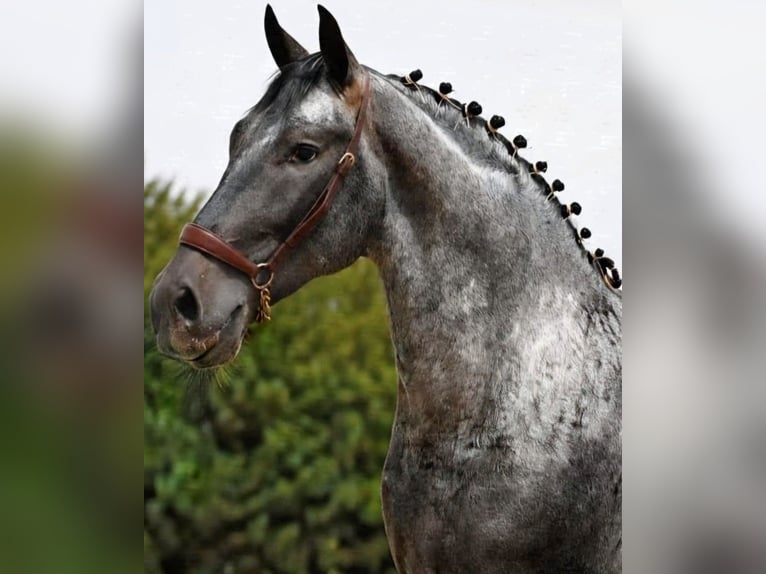 Spanish Sporthorse Mix Stallion 3 years 15.3 hh Can be white in Sevilla