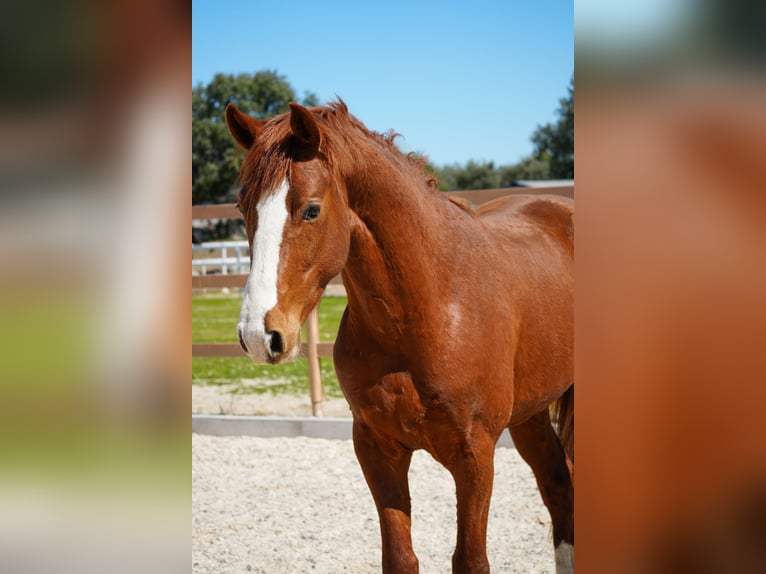 Spanish Sporthorse Stallion 3 years 15.3 hh Chestnut-Red in colmenar viejo