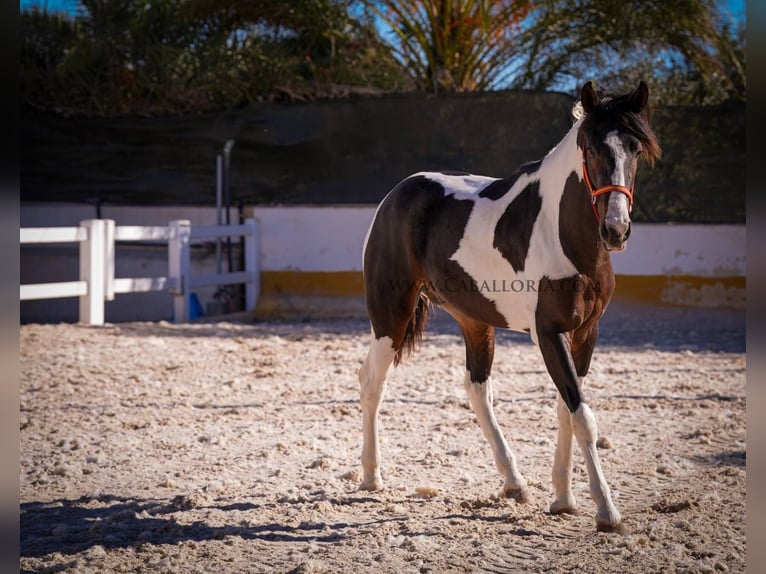 Spanish Sporthorse Stallion 3 years 15,3 hh Tobiano-all-colors in Rafelguaraf