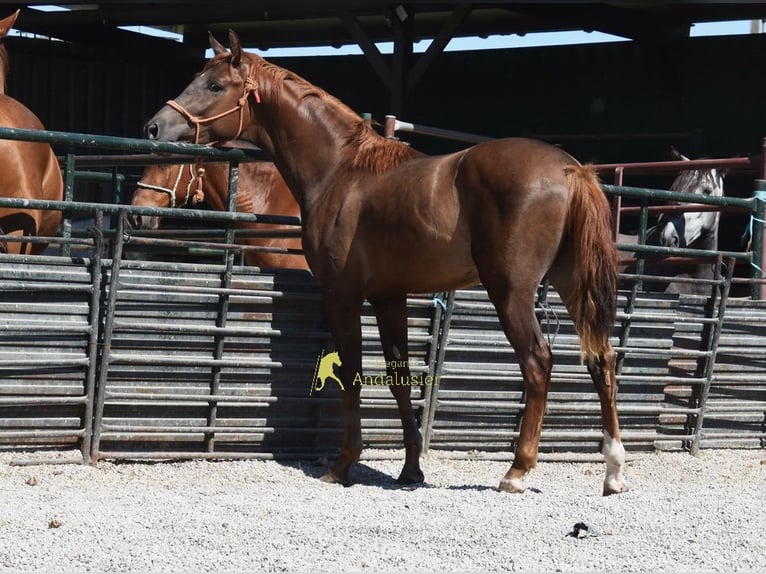 Spanish Sporthorse Stallion 3 years 15 hh Chestnut in Provinz Granada