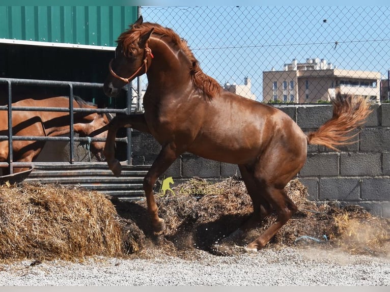 Spanish Sporthorse Stallion 3 years 15 hh Chestnut in Provinz Granada