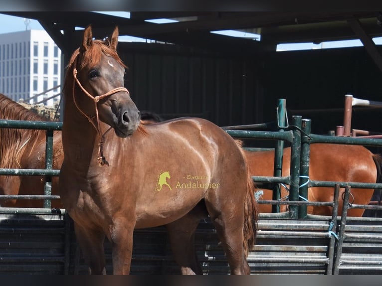 Spanish Sporthorse Stallion 3 years 15 hh Chestnut in Provinz Granada