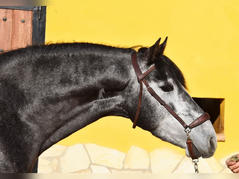 Spanish Sporthorse Stallion 3 years 15,1 hh Grey in Provinz  Malaga