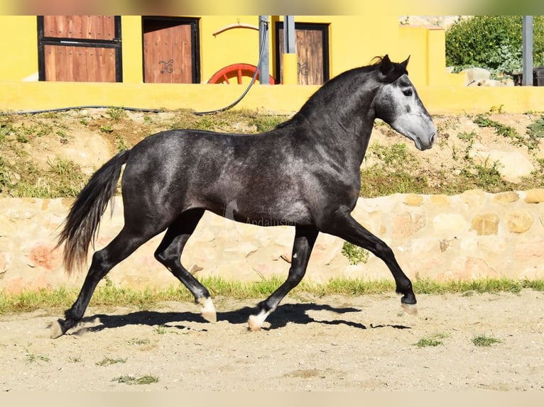 Spanish Sporthorse Stallion 3 years 15,1 hh Grey in Provinz  Malaga