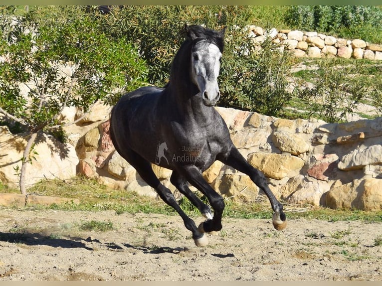 Spanish Sporthorse Stallion 3 years 15,1 hh Grey in Provinz  Malaga