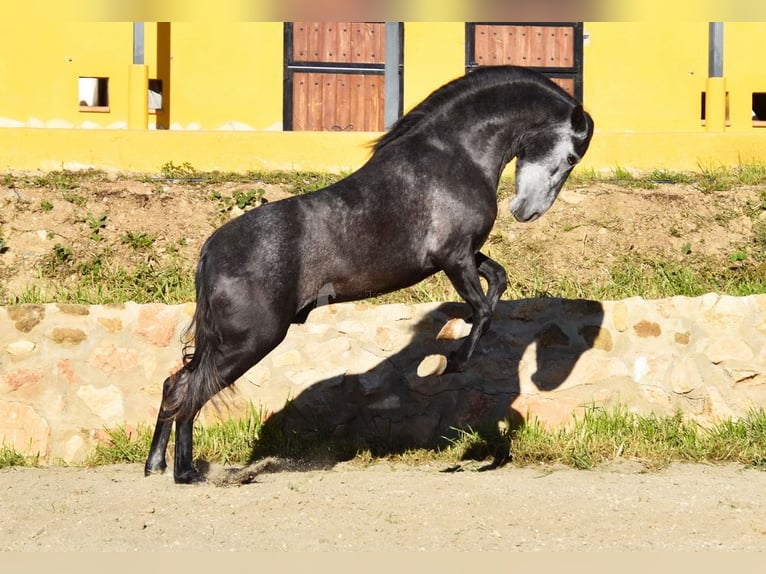 Spanish Sporthorse Stallion 3 years 15,1 hh Grey in Provinz  Malaga