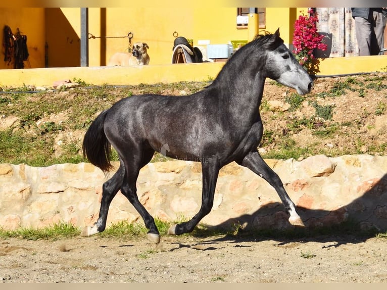 Spanish Sporthorse Stallion 3 years 15,1 hh Grey in Provinz  Malaga