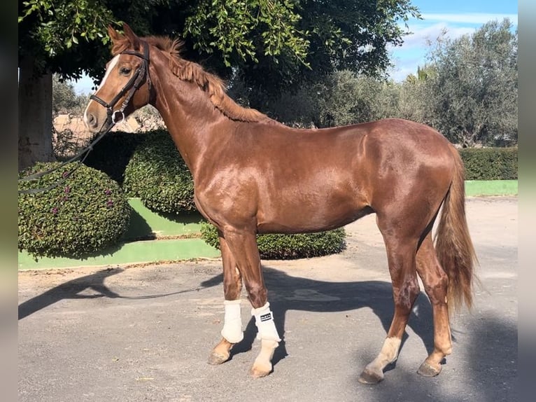 Spanish Sporthorse Stallion 3 years 16,1 hh Chestnut-Red in Alquerias De Santa Barbara,Burriana