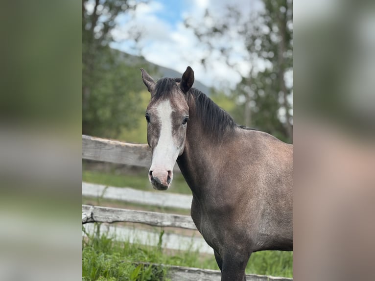 Spanish Sporthorse Stallion 3 years 16 hh Gray in Espinar, De El (Estacion)