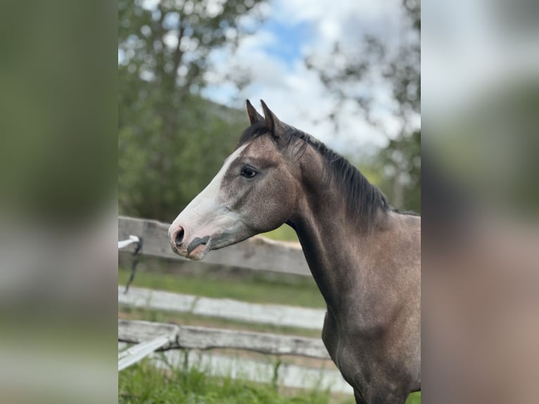 Spanish Sporthorse Stallion 3 years 16 hh Gray in Espinar, De El (Estacion)