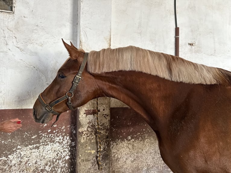 Spanish Sporthorse Mix Stallion 3 years 16,2 hh Chestnut-Red in Dos Hermanas