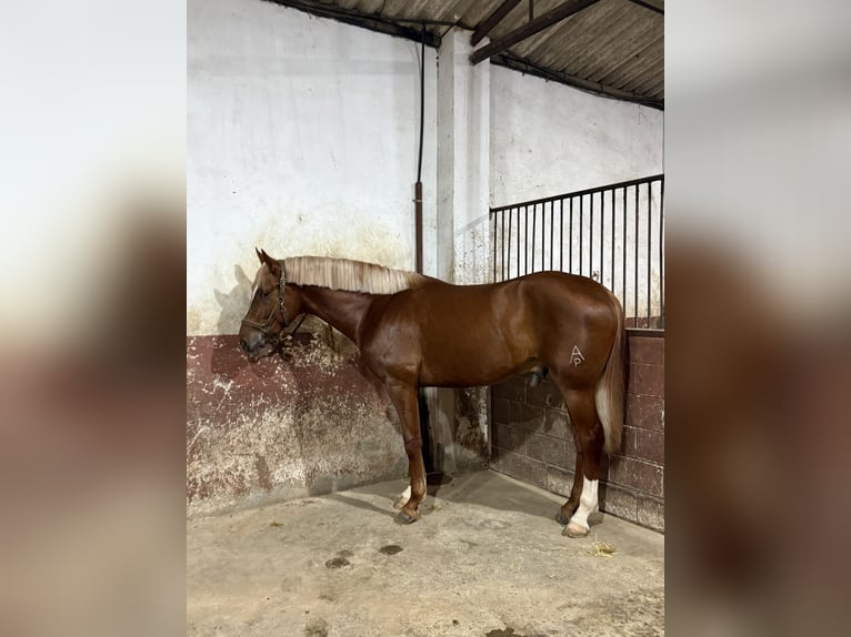 Spanish Sporthorse Mix Stallion 3 years 16,2 hh Chestnut-Red in Dos Hermanas