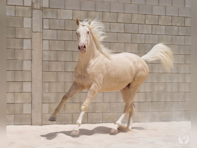 Spanish Sporthorse Stallion 3 years 16,2 hh Cremello in Navalperal De Pinares