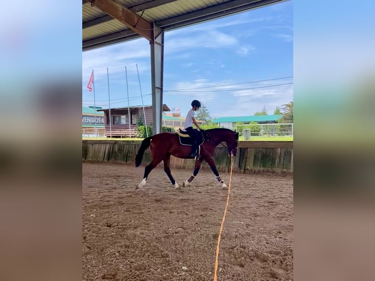 Spanish Sporthorse Stallion 3 years 17 hh Brown in Gijon