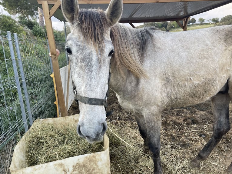 Spanish Sporthorse Stallion 3 years Grey in Canet De Mar