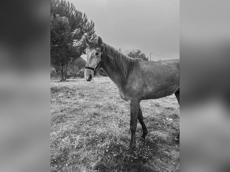 Spanish Sporthorse Stallion 3 years Grey in Canet De Mar