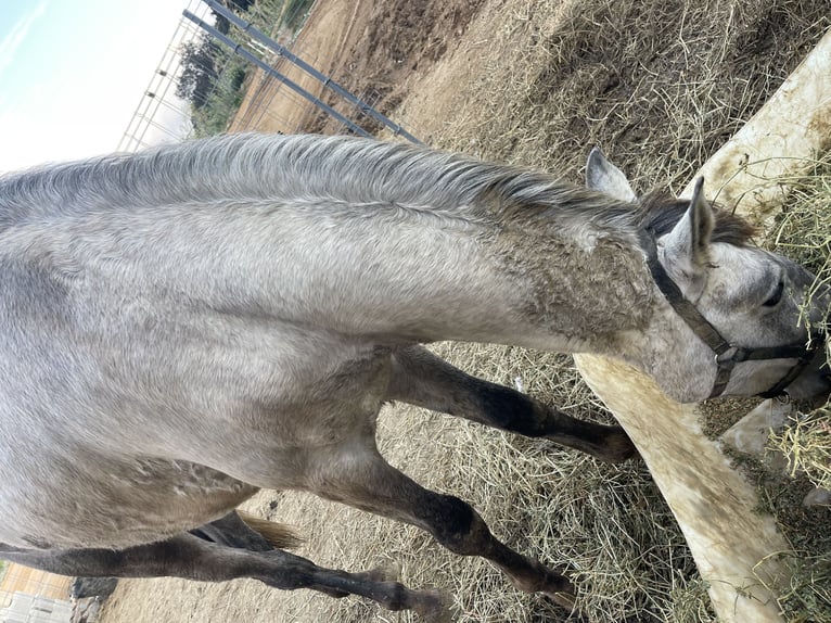 Spanish Sporthorse Stallion 3 years Grey in Canet De Mar