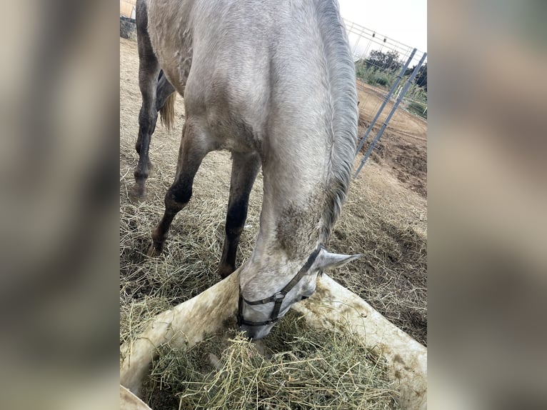 Spanish Sporthorse Stallion 3 years Grey in Canet De Mar