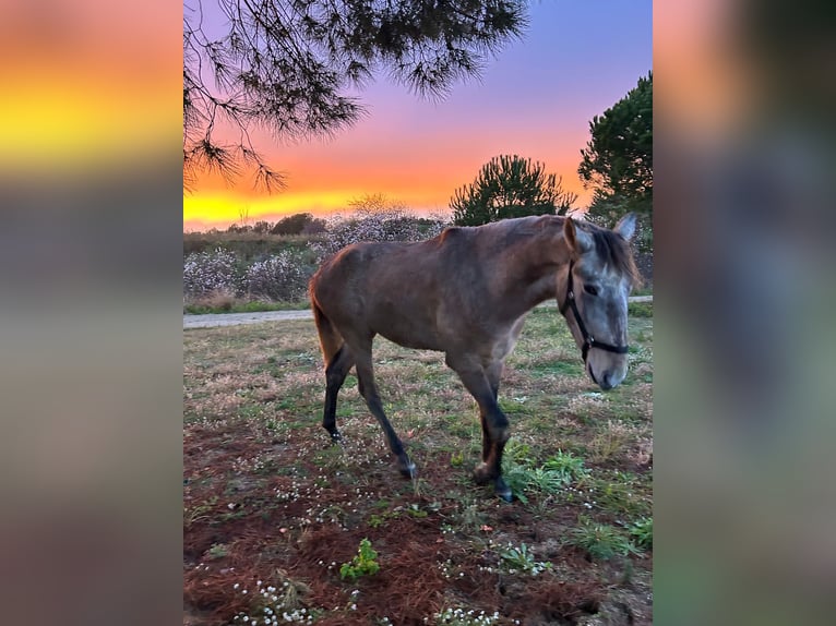 Spanish Sporthorse Stallion 3 years Grey in Canet De Mar