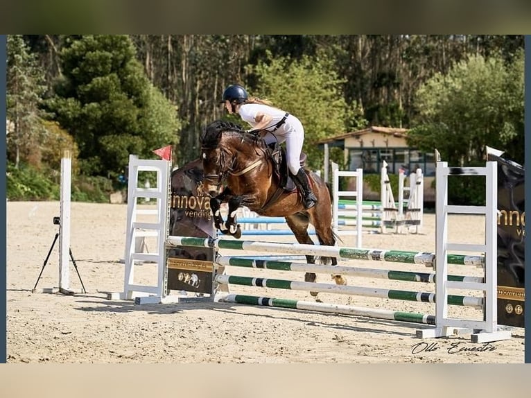 Spanish Sporthorse Mix Stallion 4 years 13,1 hh Bay-Dark in Barreira (Santa Maria De Toras-Laracha)