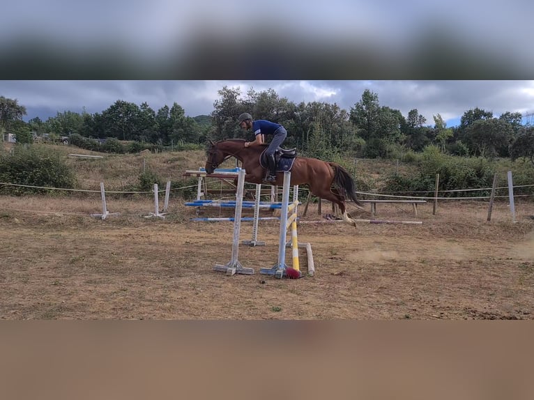 Spanish Sporthorse Stallion 4 years 16,1 hh Chestnut-Red in Ponferrada