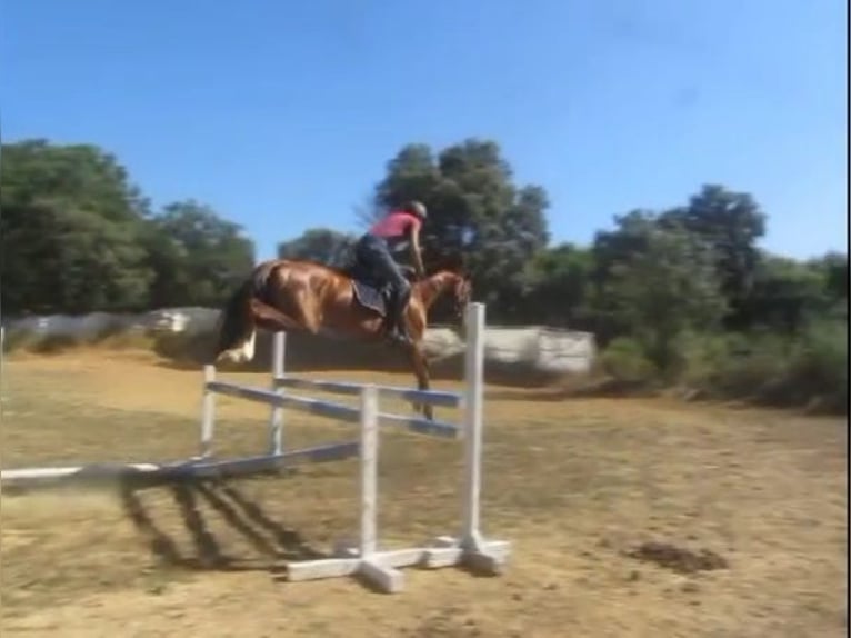 Spanish Sporthorse Stallion 4 years 16,1 hh Chestnut-Red in Ponferrada