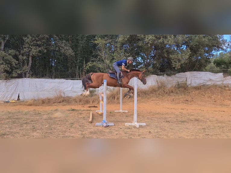 Spanish Sporthorse Stallion 4 years 16,1 hh Chestnut-Red in Ponferrada