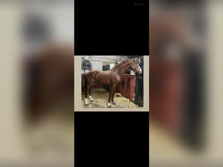 Spanish Sporthorse Stallion 4 years 16 hh Chestnut-Red in El Escorial
