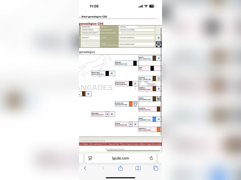 Spanish Sporthorse Stallion 4 years 16,2 hh Bay-Dark in Cuarte De Huerva