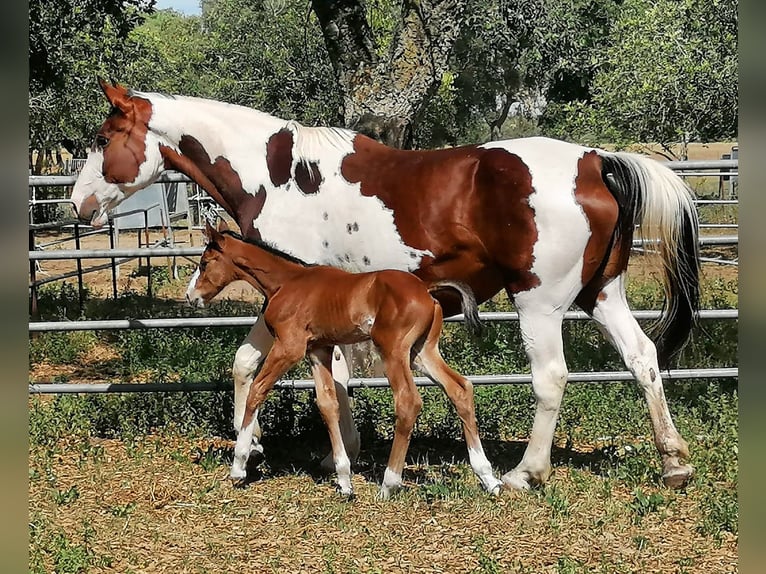 Spanish Sporthorse Stallion 4 years 16,3 hh Brown in Gijon