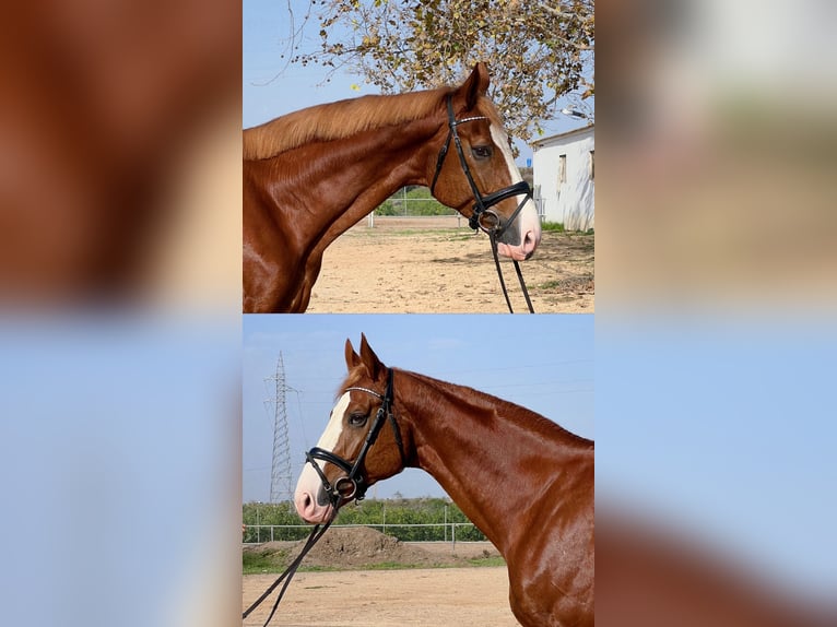 Spanish Sporthorse Stallion 4 years 17 hh Chestnut-Red in Cartagena