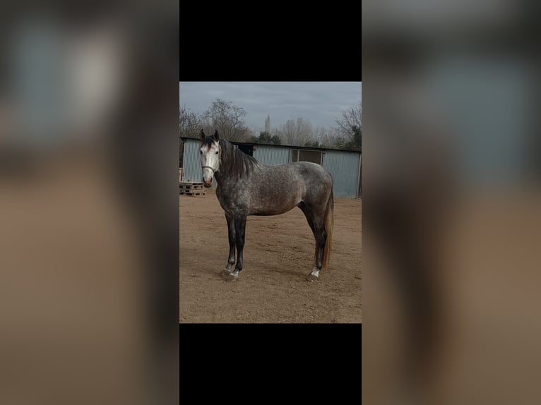Spanish Sporthorse Stallion 4 years 17 hh Grey in Navarcles