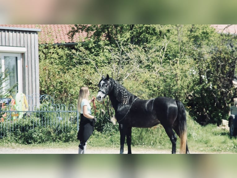 Spanish Sporthorse Mix Stallion 4 years Grey in Bad Waldsee