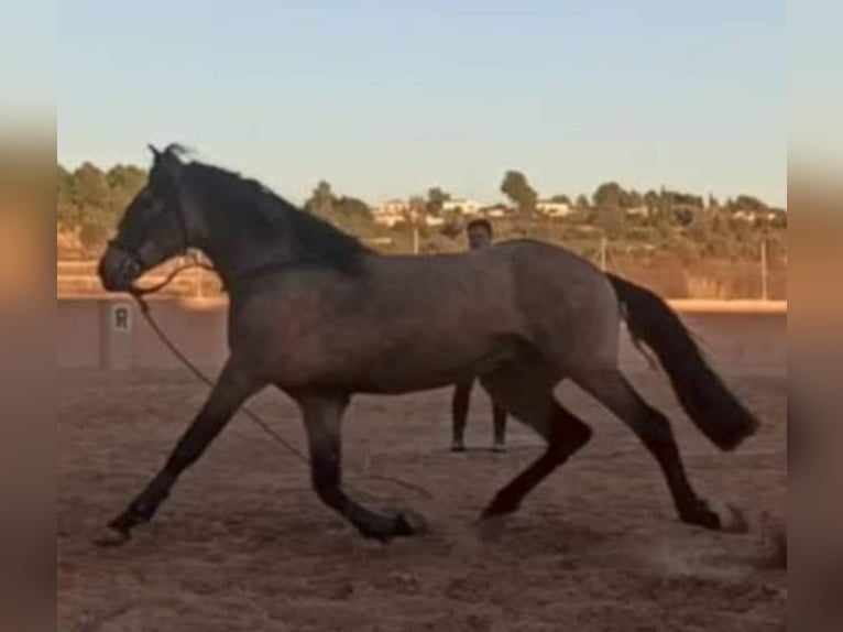 Spanish Sporthorse Stallion 5 years 15,2 hh Dun in Pedralba